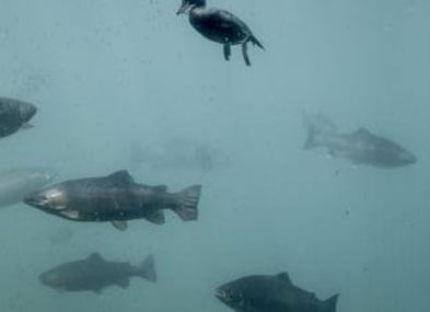 Fish and ducks in the Time Tripper Underwater Observatory Queenstown