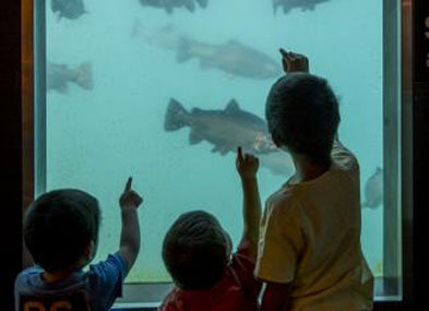 Kids looking at the fish in the Time Tripper Underwater Observatory Queenstown