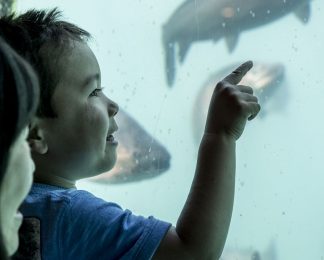 Families looking at the fish in the Time Tripper Underwater Observatory Queenstown