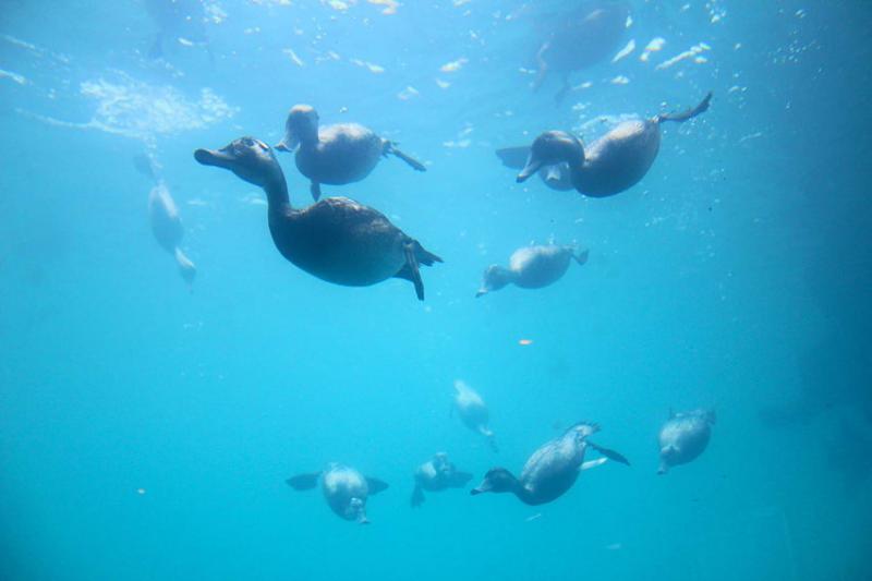 Queenstown Underwater Observatory