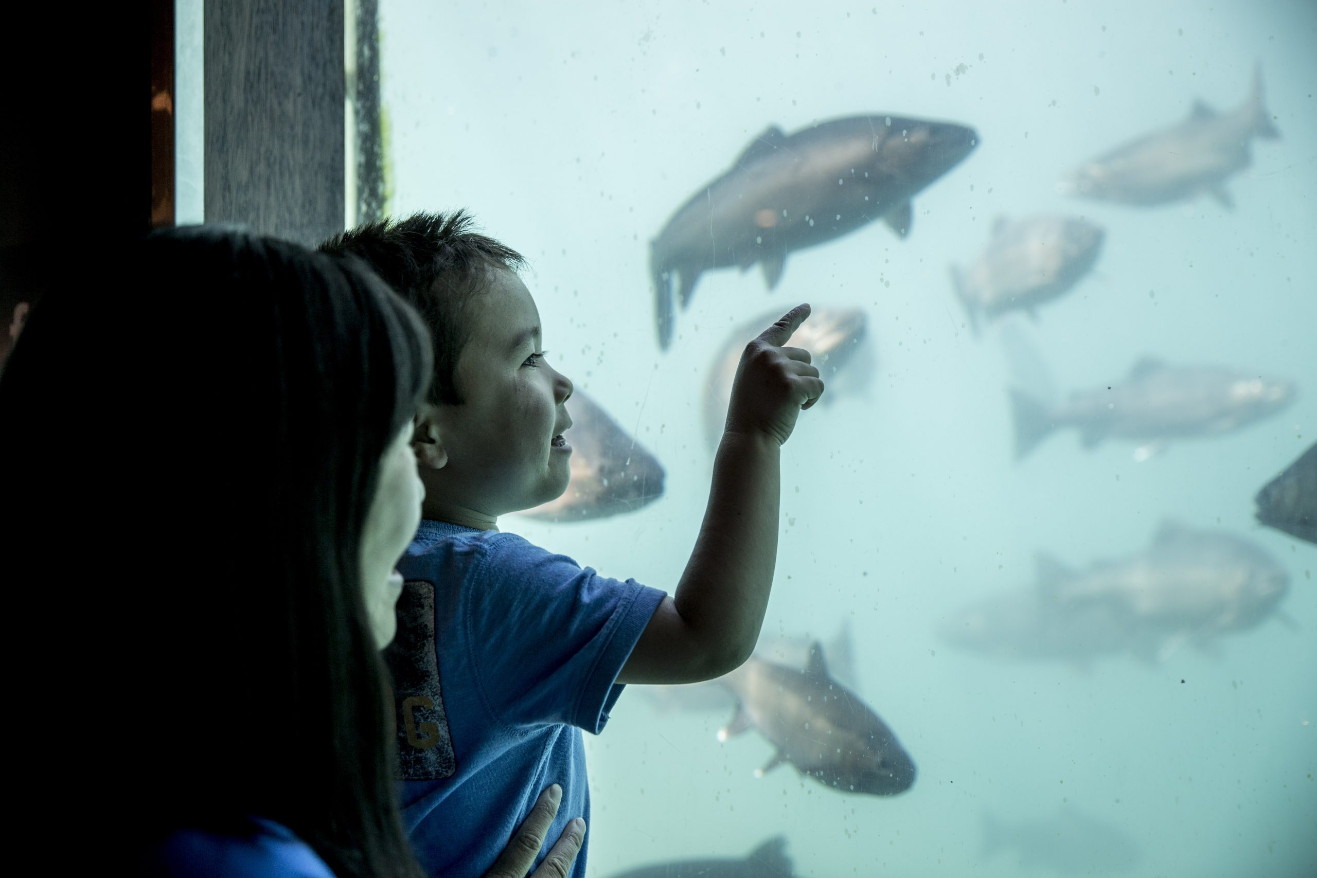 Queenstown's Time Tripper Underwater Observatory with kids and family looking at the fish