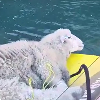 KJet rescuing a sheep on a jet boat in Queenstown