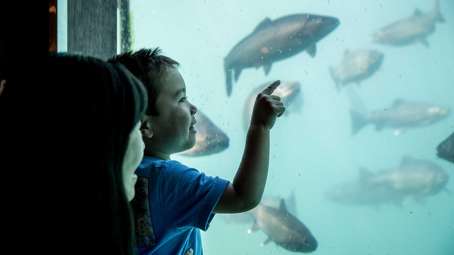 Christmas activities in Queenstown