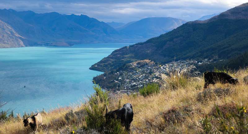 Captured at the peak of Queenstown Hill